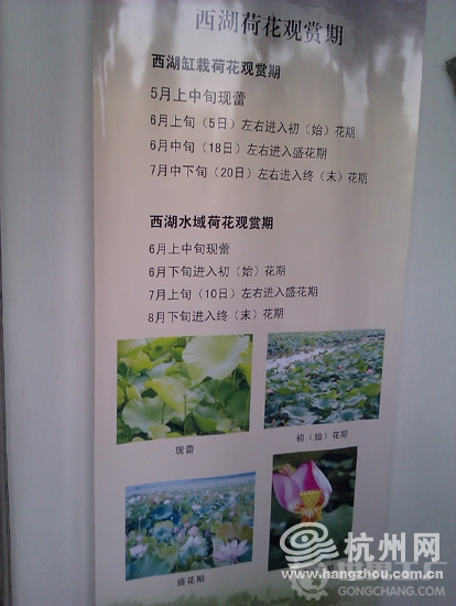 荷花什么时候开 荷花什么时候开荷花什么时候开.jpg