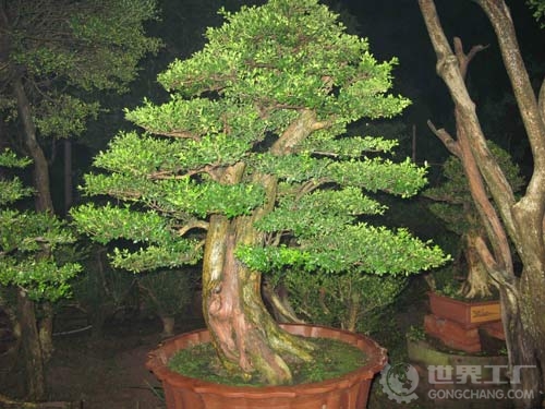罗汉松盆景图片 罗汉松盆景图片