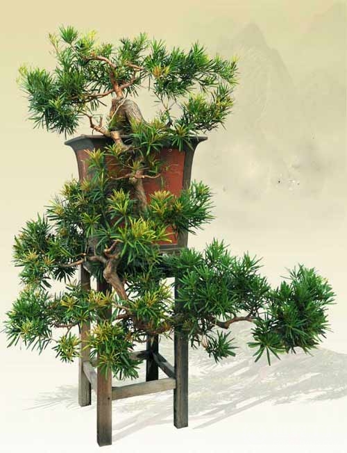 罗汉松盆景图片 罗汉松盆景图片