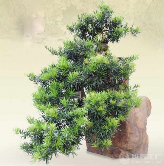 罗汉松盆景图片 罗汉松盆景图片