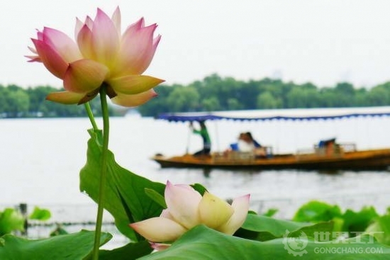 荷花什么时候开 荷花什么时候开荷花什么时候开.jpg